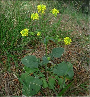 brassica_fruticulosa1097