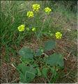 brassica_fruticulosa1097