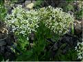 cardaria_draba1155