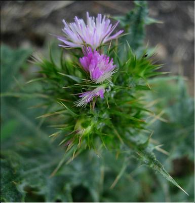 carduus_tenuiflorus1065