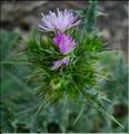 carduus_tenuiflorus1065