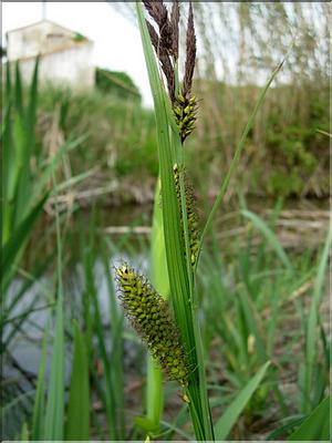 carex_riparia1187