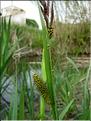 carex_riparia1187
