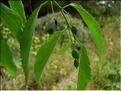 celtis_australis1114