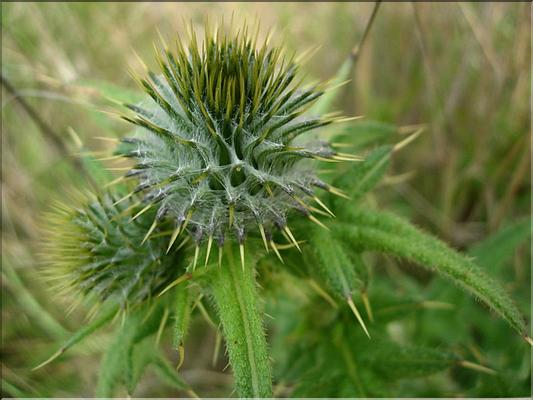 cirsium_eriophorum1157