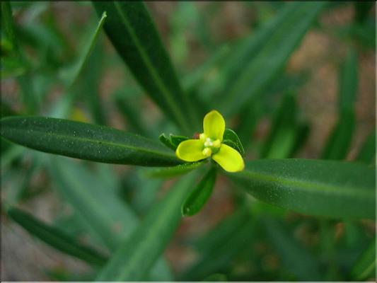 cneorum_triccocon1051
