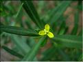 cneorum_triccocon1051