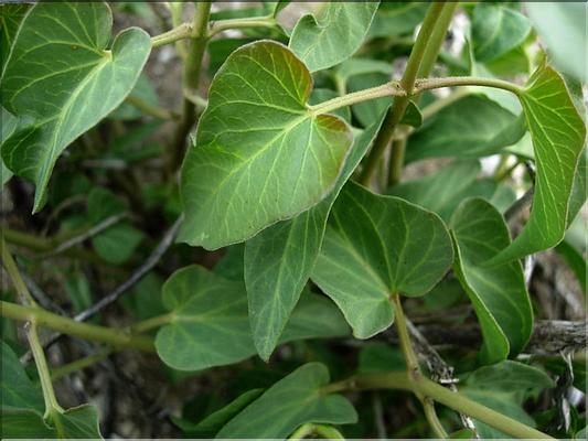 cynanchum_acutum1167