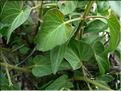 cynanchum_acutum1167