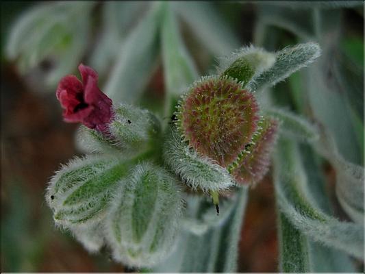 cynoglossum_cheirifolium109