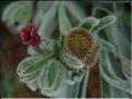 cynoglossum_cheirifolium109