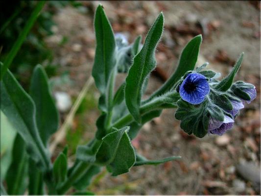 cynoglossum_creticum2_1102