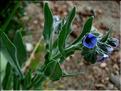 cynoglossum_creticum2_1102