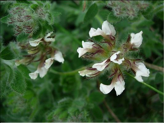 dorycnium_hirsutum1158