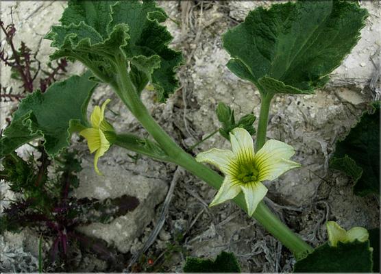 ecbalium_elaterium1171