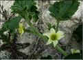 ecbalium_elaterium1171