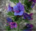 echium_vulgare1147