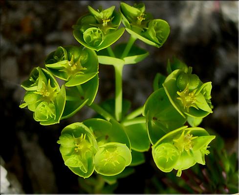 euphorbia_segetalis1169