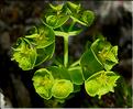 euphorbia_segetalis1169