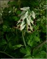 fumaria_capreolata1130