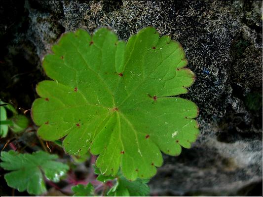 geranium_rotundifolium1127