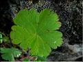geranium_rotundifolium1127