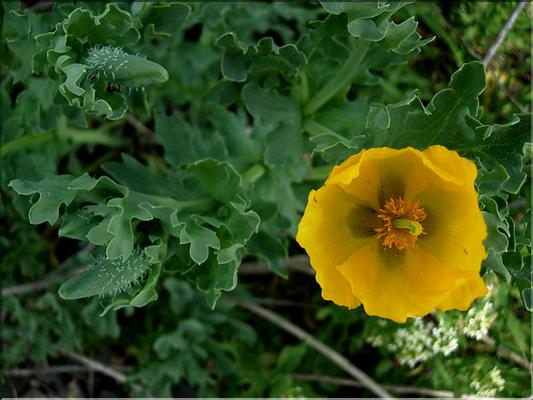 glaucium_flavum1153