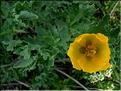 glaucium_flavum1153