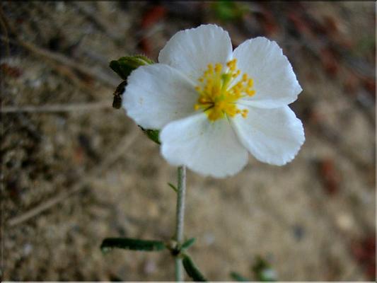 helianthemum_appeninum1050