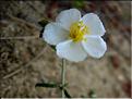 helianthemum_appeninum1050