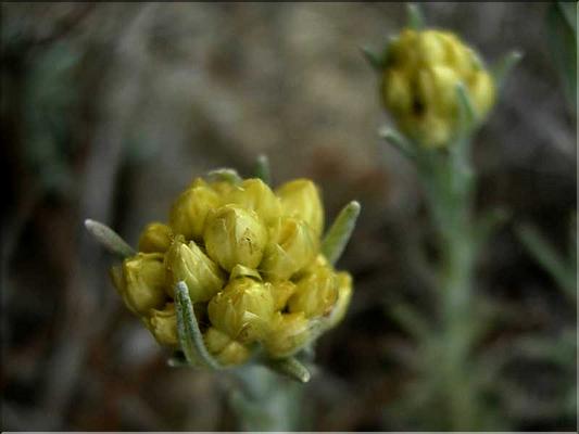 helichrysum_stoechas1163