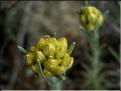 helichrysum_stoechas1163