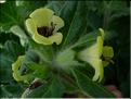 hyosciamus_albus1073