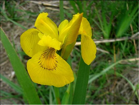 iris_pseudo-acorus1191