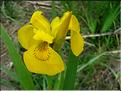 iris_pseudo-acorus1191