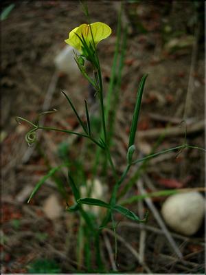 lathyrus_annuus1085