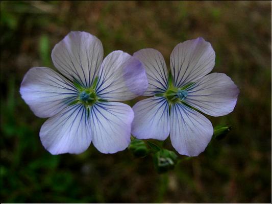 linum_bienne1066
