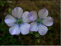 linum_bienne1066