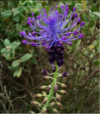 muscari_comosum1118