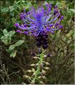 muscari_comosum1118