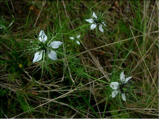 nigella_damascena1120