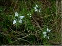 nigella_damascena1120
