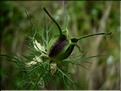 nigella_damascena_fruit1123