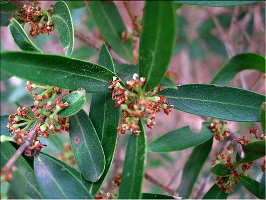 phillyrea_angustifolia1047