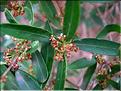 phillyrea_angustifolia1047