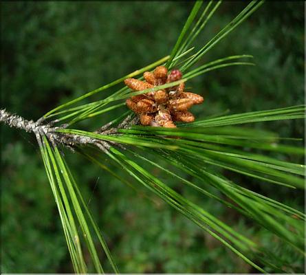 pinus_halepensis1087