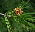 pinus_halepensis1087