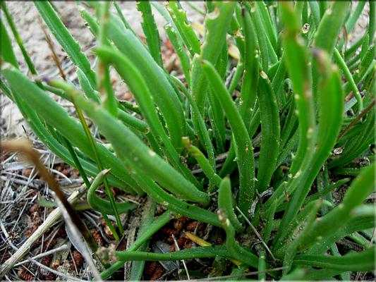 plantago_crassifolia1049