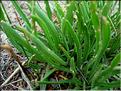 plantago_crassifolia1049
