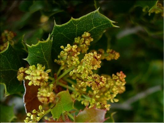 quercus_coccifera1081